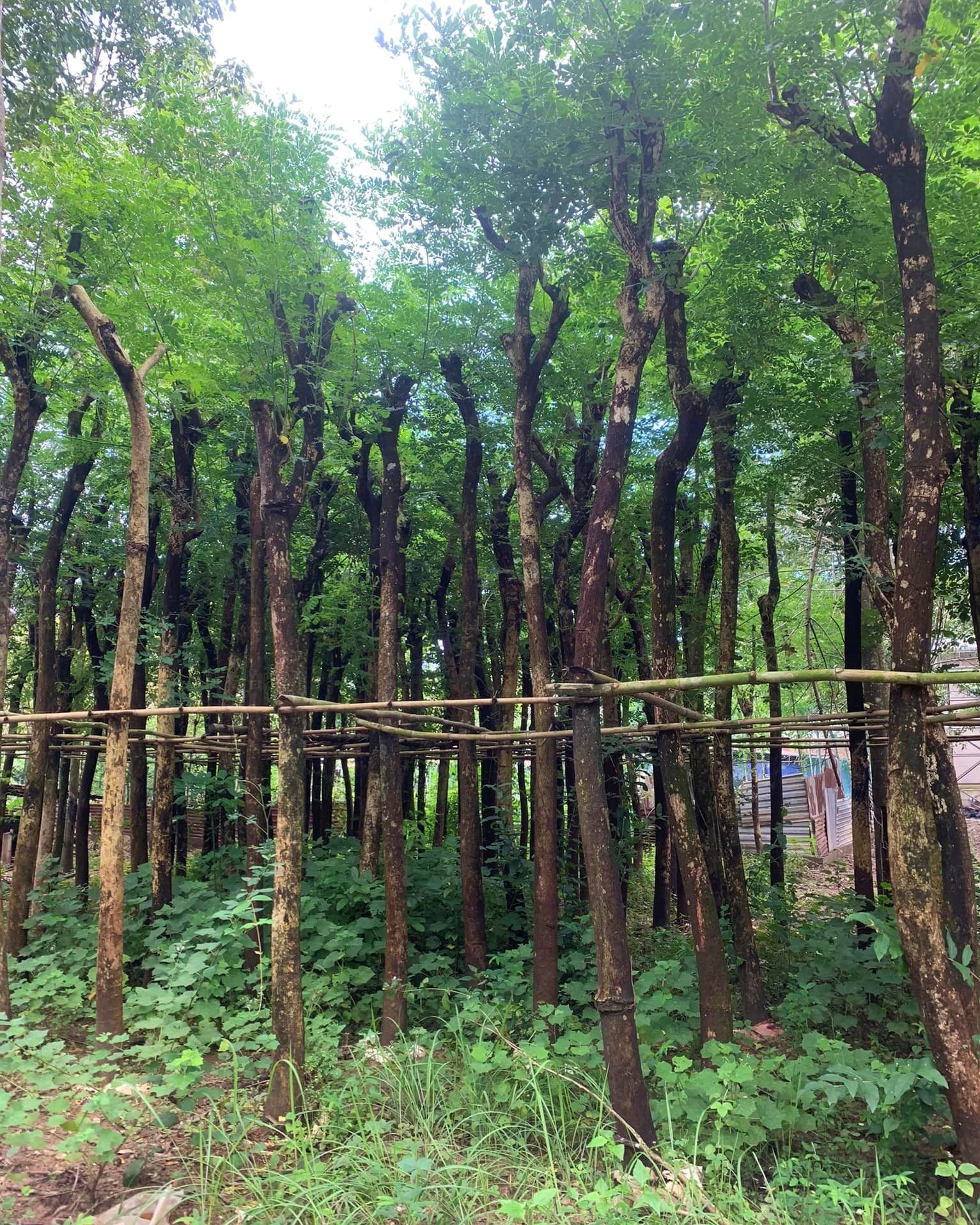 Cây Me Tây công trình