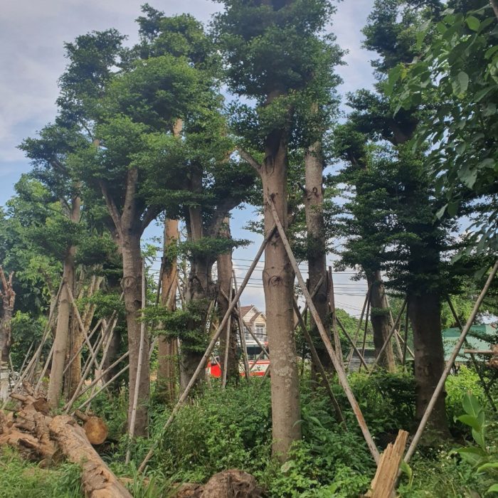 Cây Bàng Đài Loan công trình