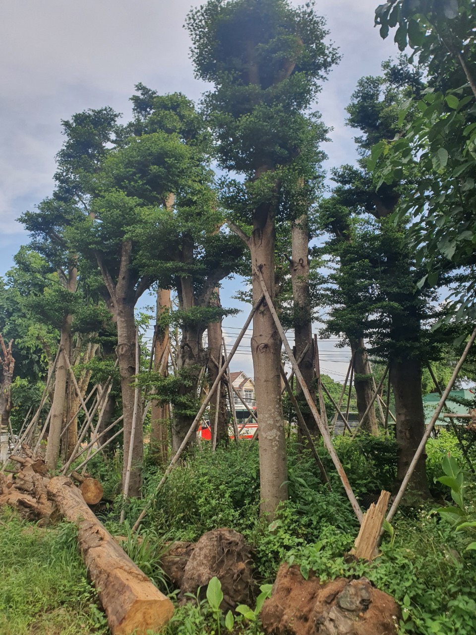 Cây Bàng Đài Loan công trình