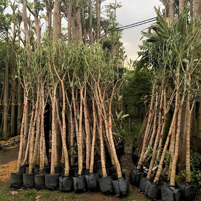 Cây Chuông Vàng công trình