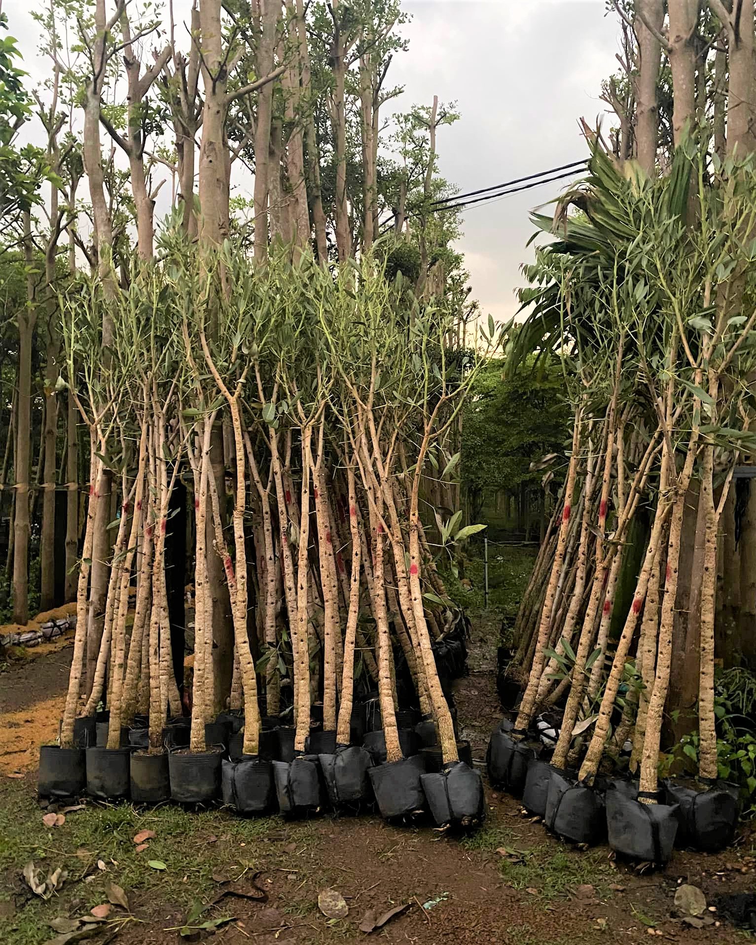 Cây Chuông Vàng công trình