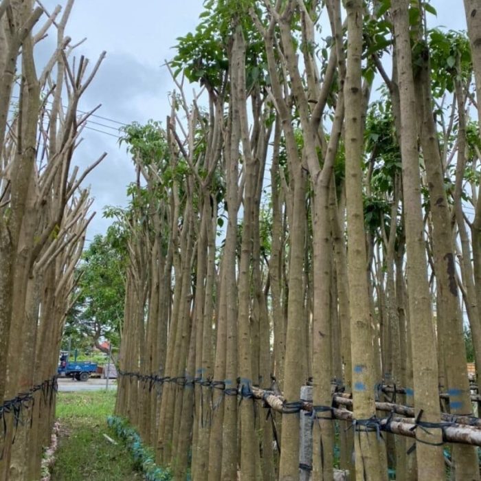 Cây Kèn Hồng công trình