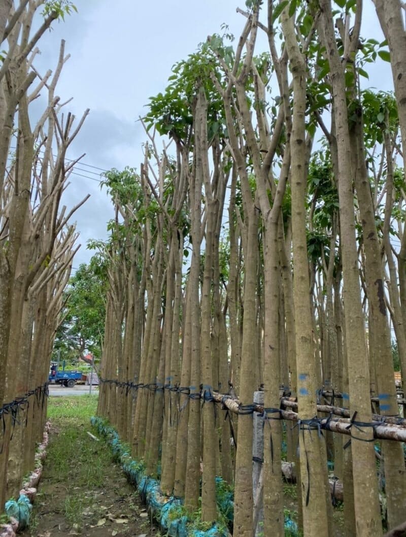 Cây Kèn Hồng công trình