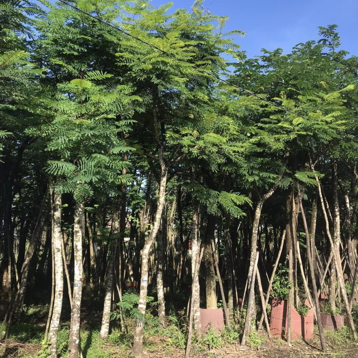 Cây Lim Xẹt công trình