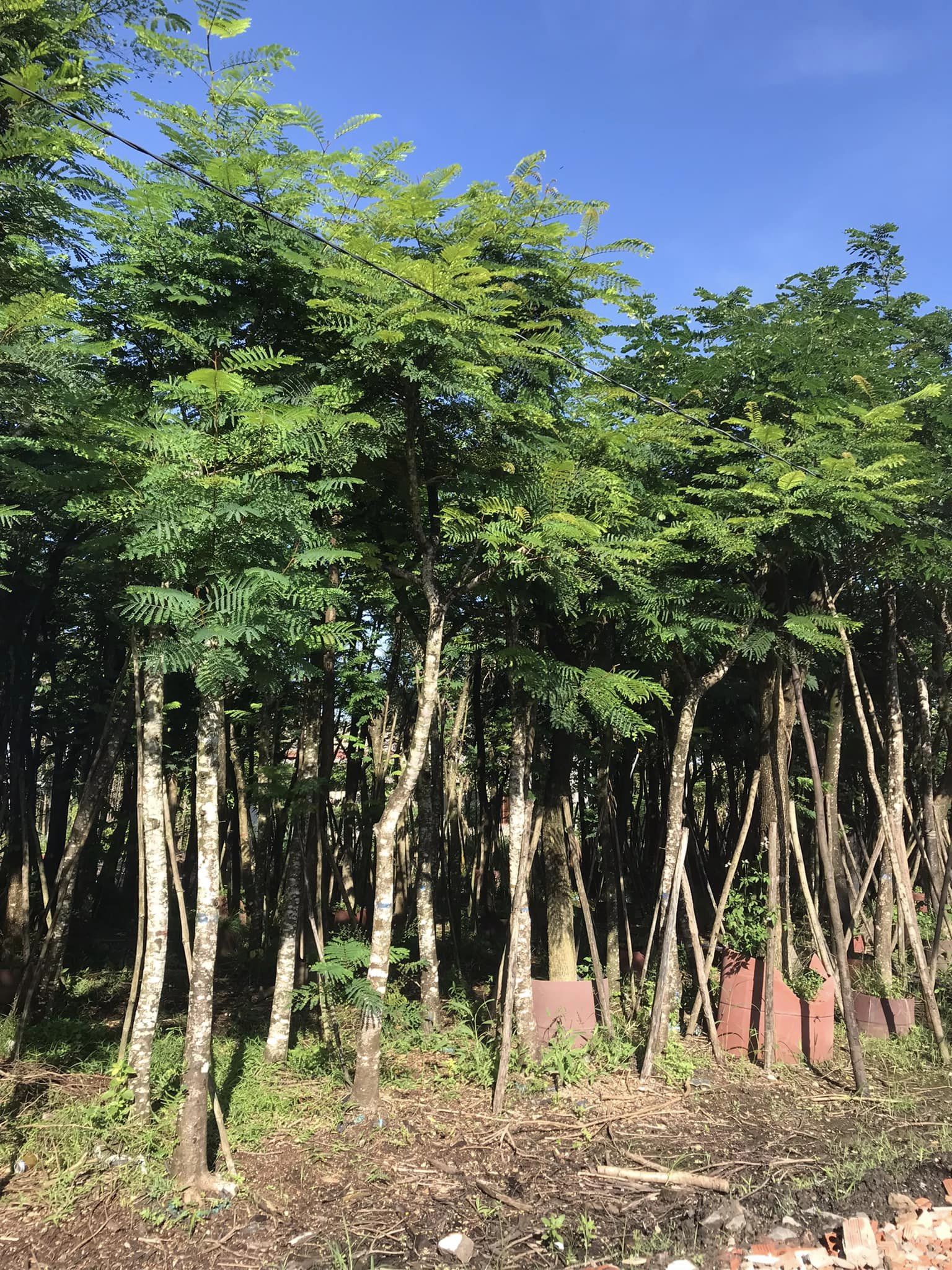 Cây Lim Xẹt công trình