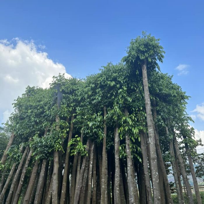 Cây Sao Đen công trình