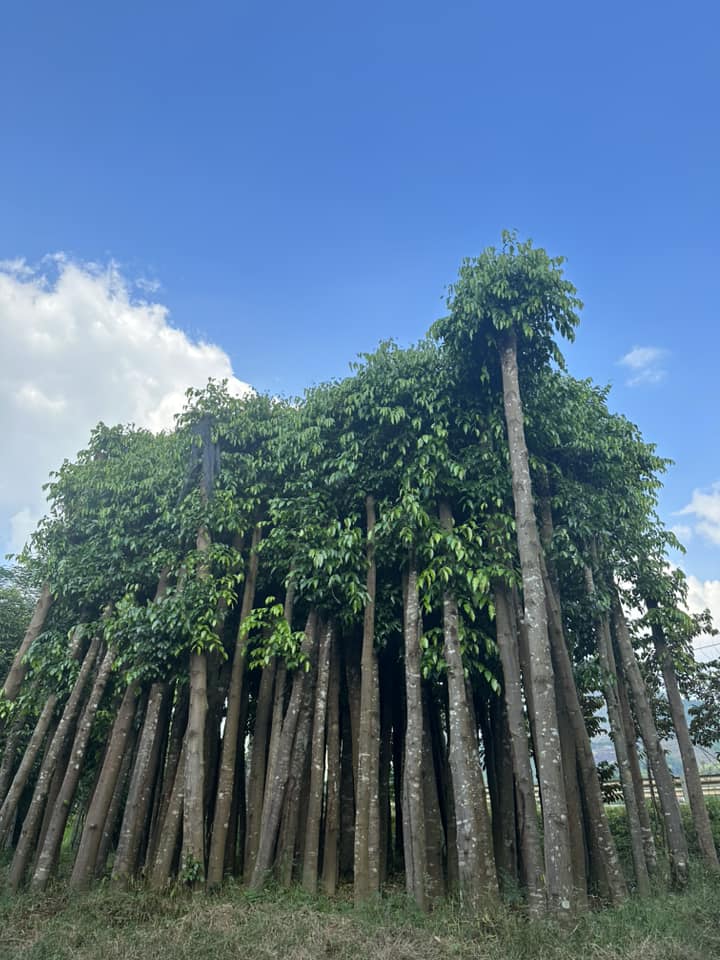 Cây Sao Đen công trình